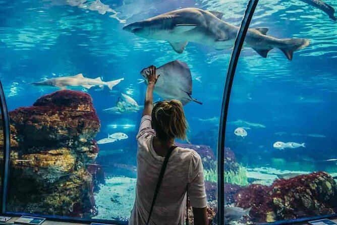 Hurghada Grand Aquarium Tour with Hotel Transfer – Hurghada - Walking Through the Aquarium