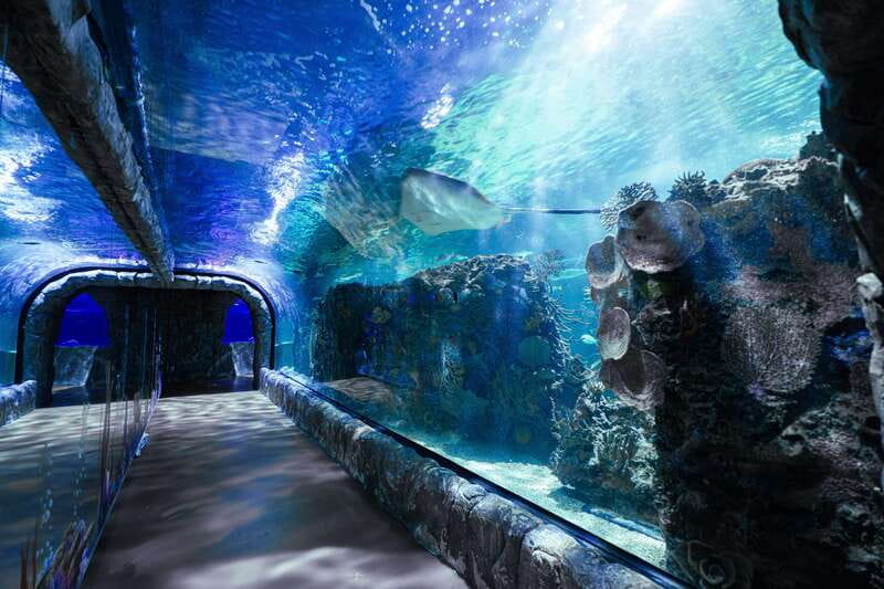 Inbursa Aquarium Entry Ticket with VR Option - The Interactive Aquarium Adds More Than Glass Tanks