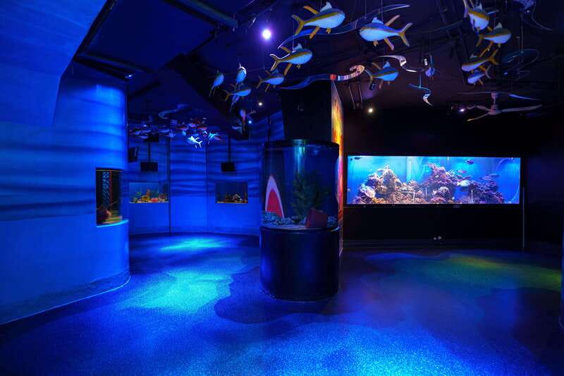 Inbursa Aquarium Entry Ticket with VR Option - How Much Time Should You Set Aside?