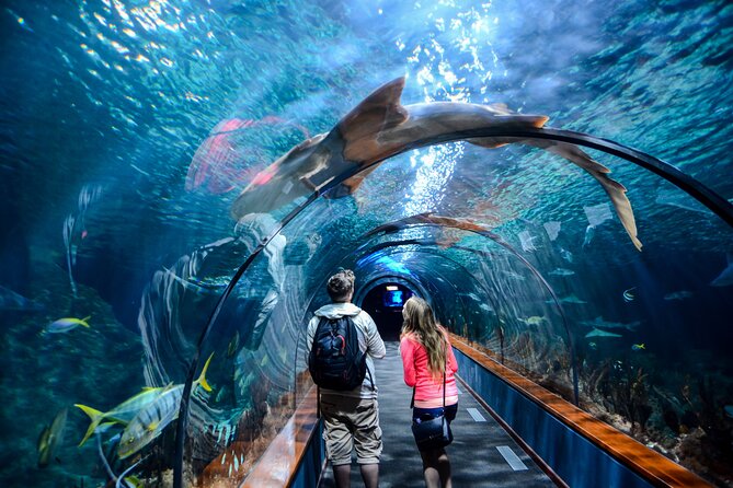 Istanbul Aquarium Admission with Hotel Transfers - The 80-meter tunnel is the main event