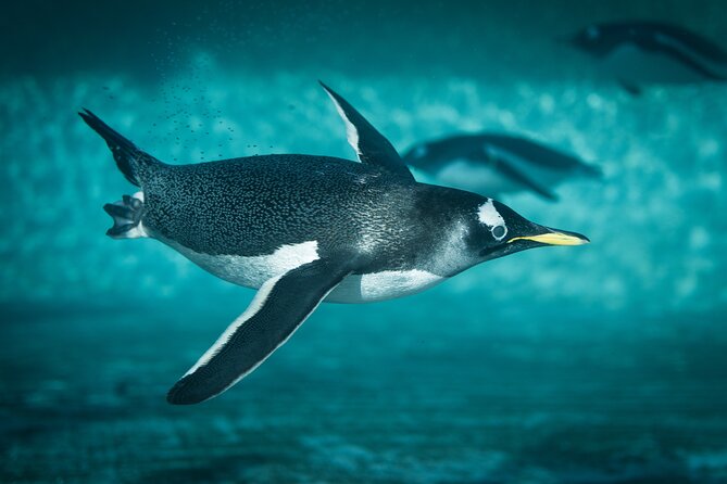 Istanbul Aquarium Admission with Hotel Transfers - Is $54.44 a fair price?