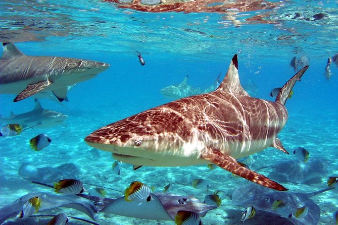 Istanbul Aquarium and Aqua Florya Independent Shopping Trip - Why the price deserves careful thought