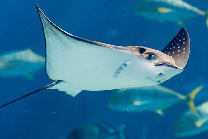Istanbul Aquarium and Aqua Florya Independent Shopping Trip - Timing, pickup, and cancellation advice