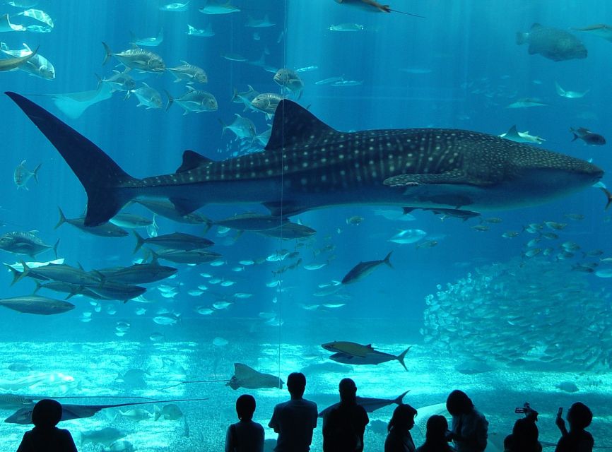 Istanbul Aquarium and Aqua Florya Shopping Mall Tour - Key points to know before booking