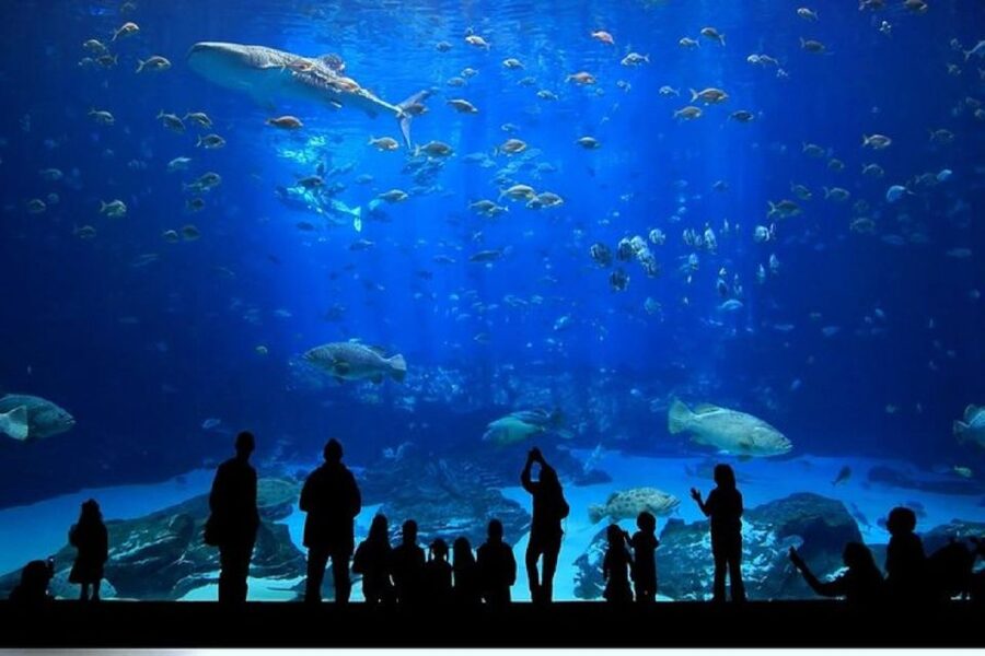 Istanbul Aquarium and Aqua Florya Shopping Mall Tour - Who will enjoy this five-hour outing?