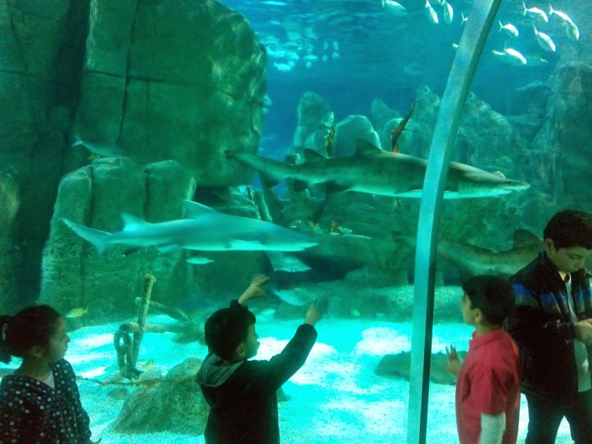 Istanbul Aquarium and Aqua Florya Shopping Mall Tour - Sharks, stingrays, piranhas, and octopus