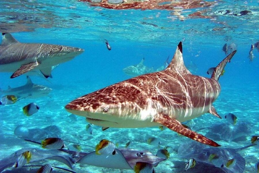 Istanbul Aquarium and Aqua Florya Shopping Mall Tour - Aqua Florya Mall gives you a practical finish