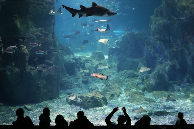 Istanbul Aquarium and Shopping Tour with Hotel Transfers - Key points at a glance