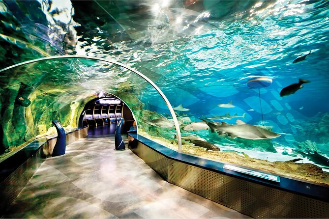 Istanbul Aquarium and Shopping Tour with Hotel Transfers - Walking beneath sharks and rays