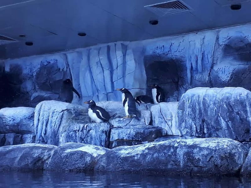 Istanbul: Aquarium Ticket and Round Trip Shuttle from Taksim - Key points to know before you book