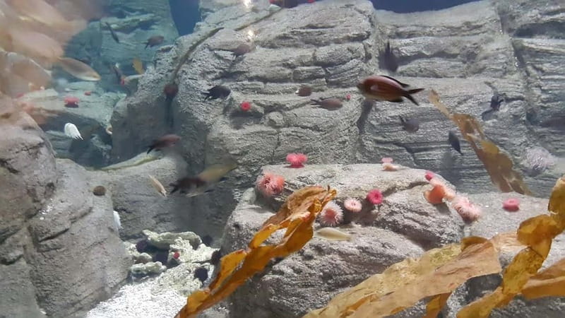 Istanbul: Aquarium Ticket and Round Trip Shuttle from Taksim - Following the 1.2-kilometer route