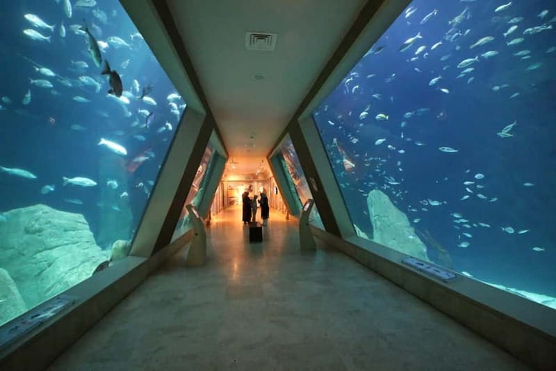 Istanbul: Aquarium Ticket and Round Trip Shuttle from Taksim - Getting from Taksim Square to the aquarium