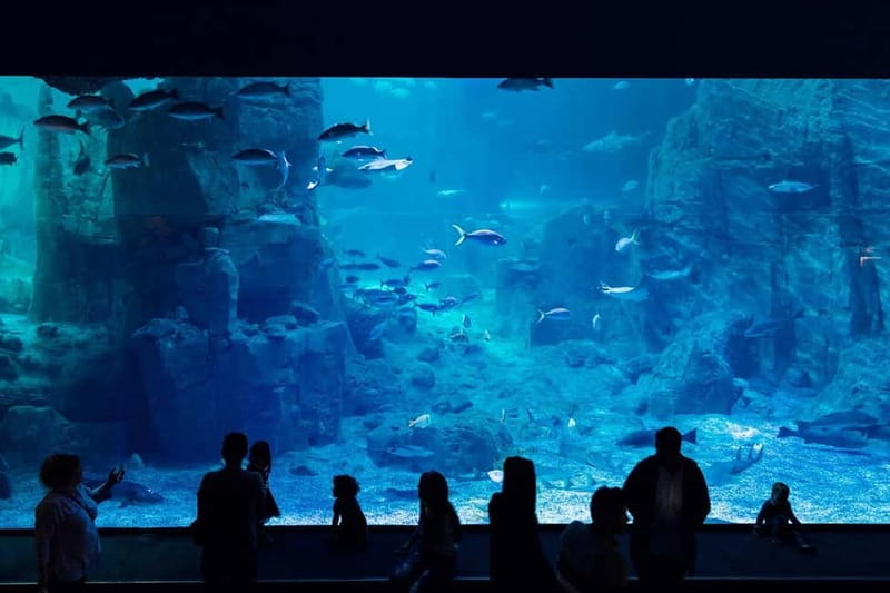 Istanbul: Aquarium Ticket with Shuttle Bus from Sultanahmet - Why the Istanbul Aquarium makes a good break from old Istanbul