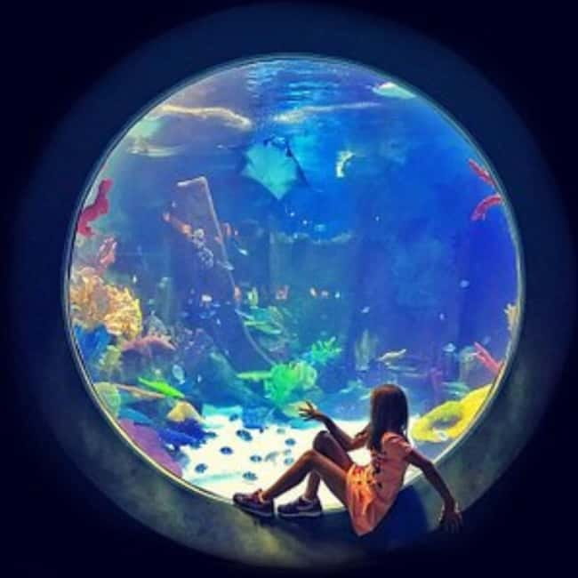 Istanbul: Aquarium Ticket with Shuttle Bus from Sultanahmet - Is the $31 price good value?
