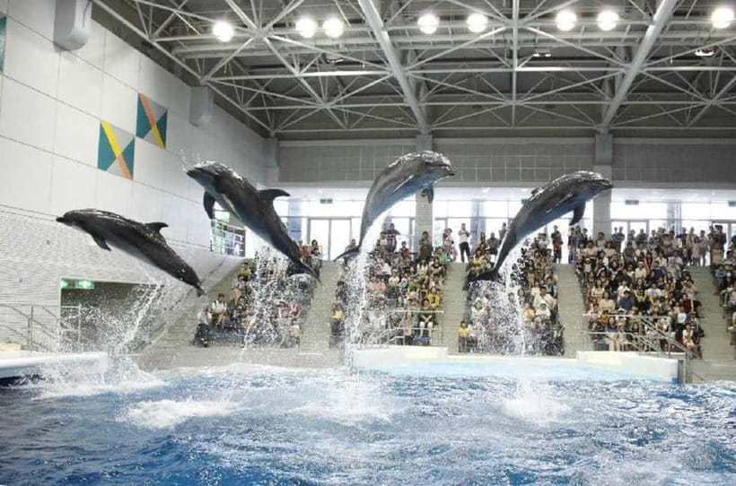Kagoshima Aquarium Admission Ticket - Accessibility and Comfort Considerations