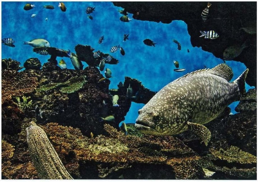 Kagoshima Aquarium Admission Ticket - Who Will Enjoy Kagoshima Aquarium Most?