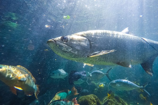 Key West Aquarium Admission - Shark feeding times make the schedule matter