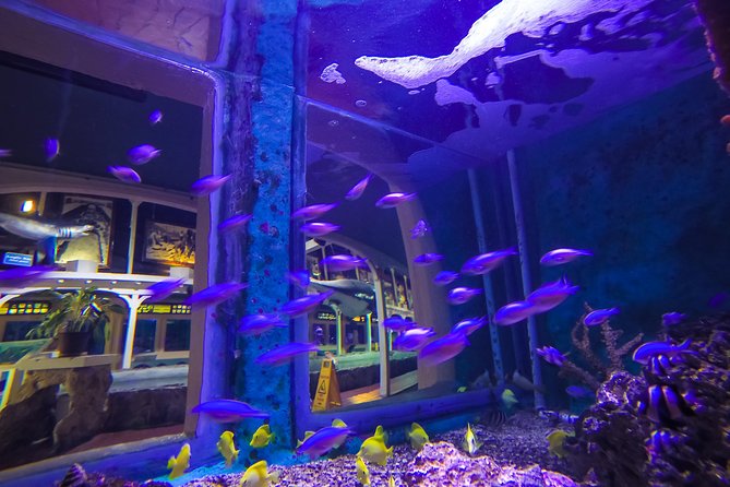 Key West Aquarium Admission - Why the presentations matter more than the tanks