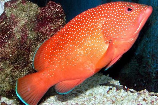 Key West Aquarium Admission - Start with the Touch Tank and aquarium history