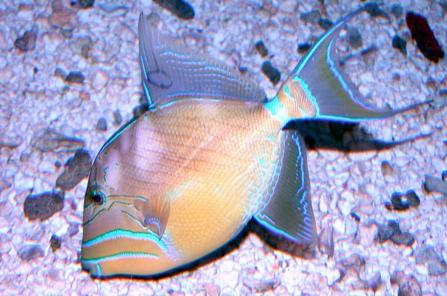Key West Aquarium Tickets - Plan around the shark and turtle feedings
