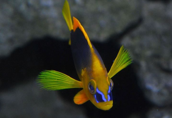 Key West Aquarium Tickets - How the one-day ticket works