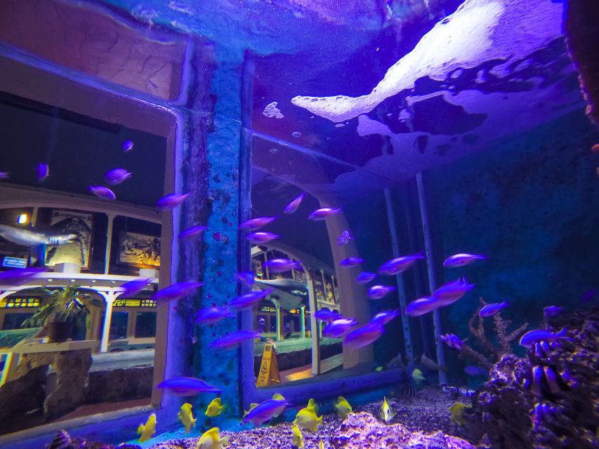 Key West Aquarium Tickets - Should you book the Key West Aquarium?