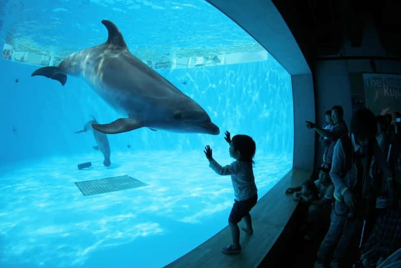 Kujukushima: Aquarium Umikirara Admission Ticket - Why Umikirara feels tied to Kujukushima Bay