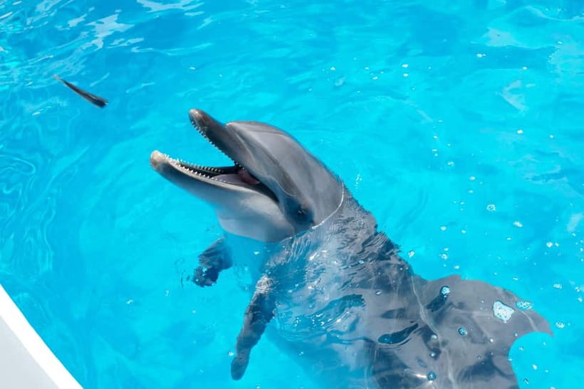 Kujukushima: Aquarium Umikirara Admission Ticket - The Goto marine tank and a second look at feeding behavior