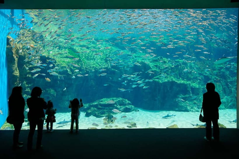 Kujukushima: Aquarium Umikirara Admission Ticket - Jellyfish, crabs, and shellfish in impressive variety