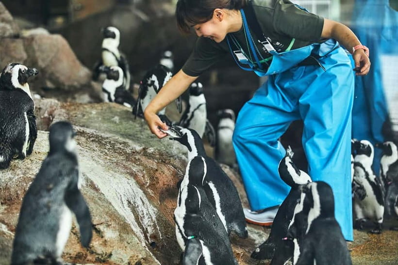 Kyoto Aquarium Admission Ticket - A calm change of pace in Umekoji Park