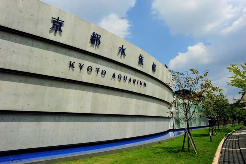 Kyoto Aquarium Admission Ticket - Dolphin performances bring the energy