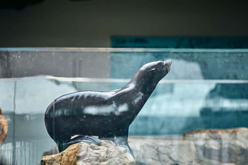 Kyoto Aquarium Admission Ticket - Penguins with distinct personalities