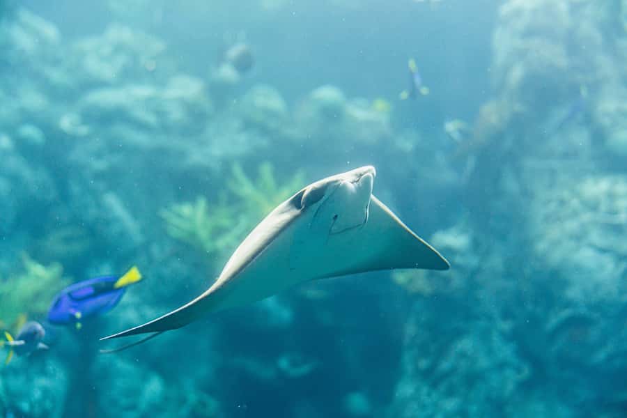 LA: Aquarium of the Pacific Skip-the-Line Entry - Key points to know before you go