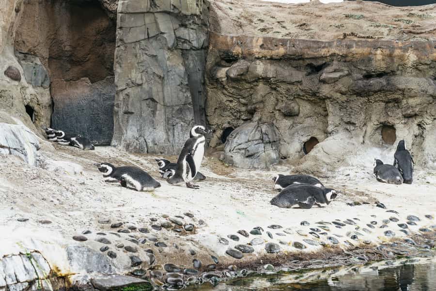 LA: Aquarium of the Pacific Skip-the-Line Entry - How long should you spend inside?