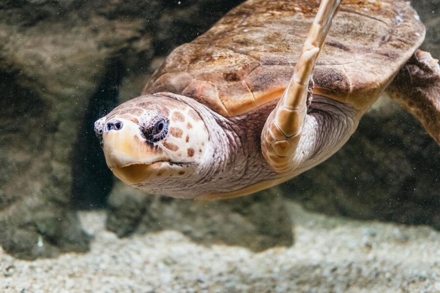 Lanzarote: Aquarium Entry Ticket - Tropical fish and coral reefs