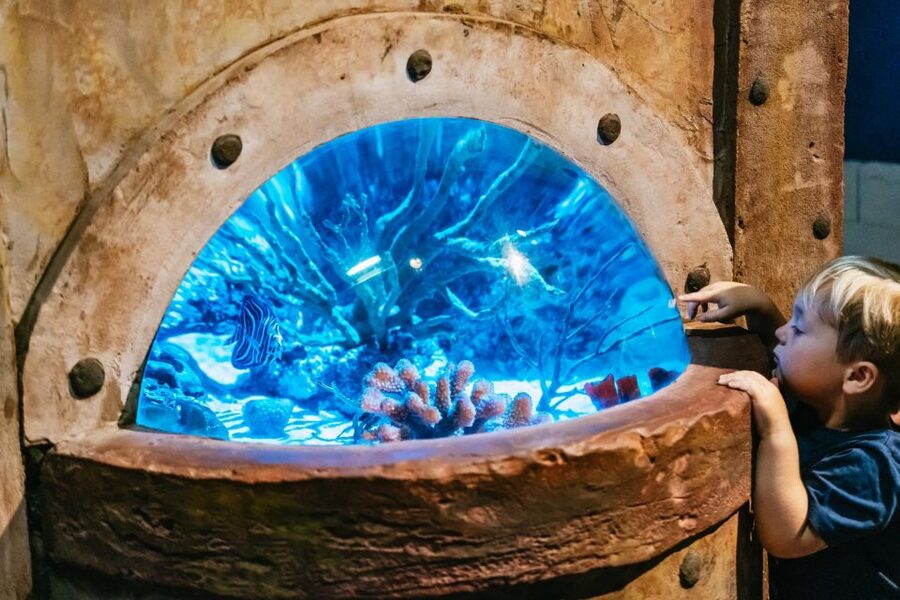 Lanzarote: Aquarium Entry Ticket - The open-sea tank and underwater tunnel