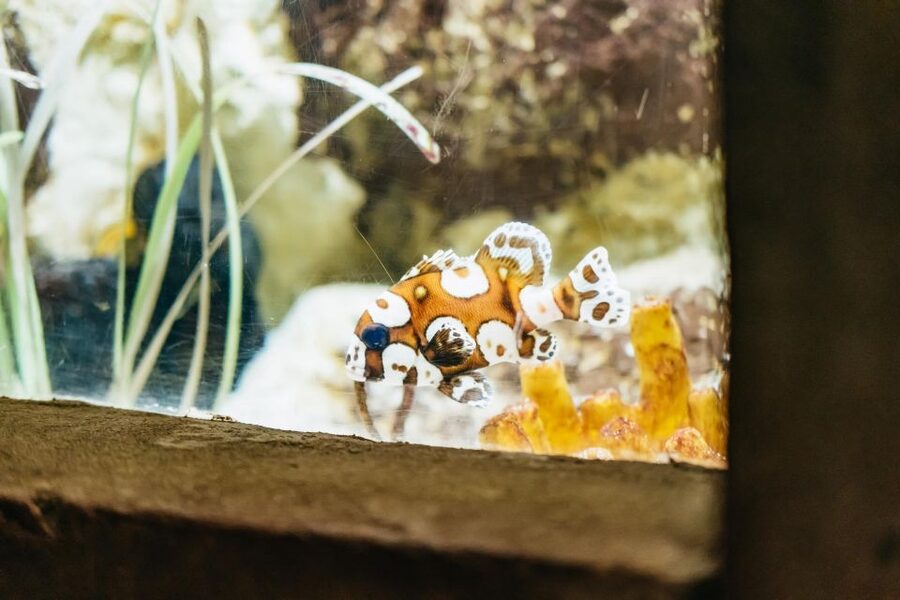 Lanzarote: Aquarium Entry Ticket - Feeding times can improve a short visit