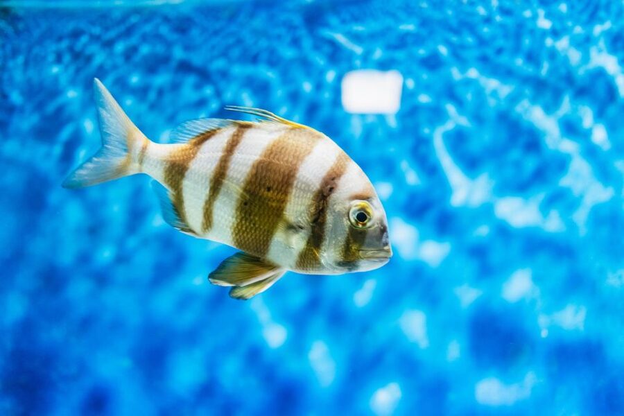 Lanzarote: Aquarium Entry Ticket - Starting with Canary Island marine life