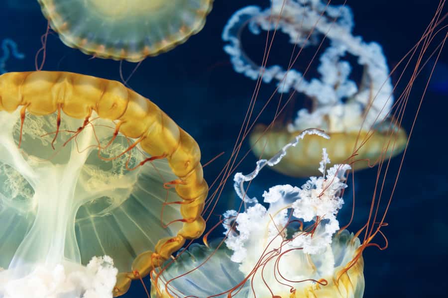Las Vegas: Shark Reef Aquarium Entry Ticket - Quick points to know