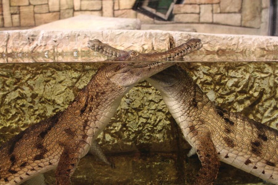 Las Vegas: Shark Reef Aquarium Entry Ticket - Is Shark Reef good for families?