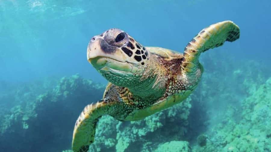 Las Vegas: Shark Reef Aquarium Entry Ticket - What the $29 Shark Reef ticket really gives you