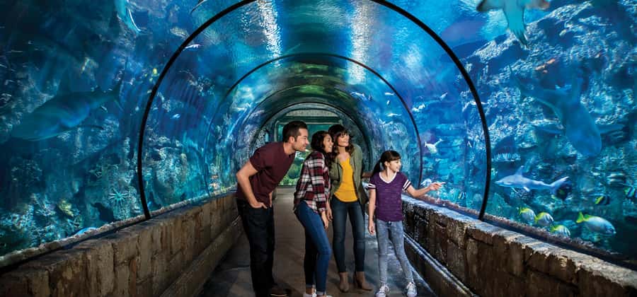Las Vegas: Shark Reef Aquarium Entry Ticket - The shipwreck tank: the aquarium’s main event