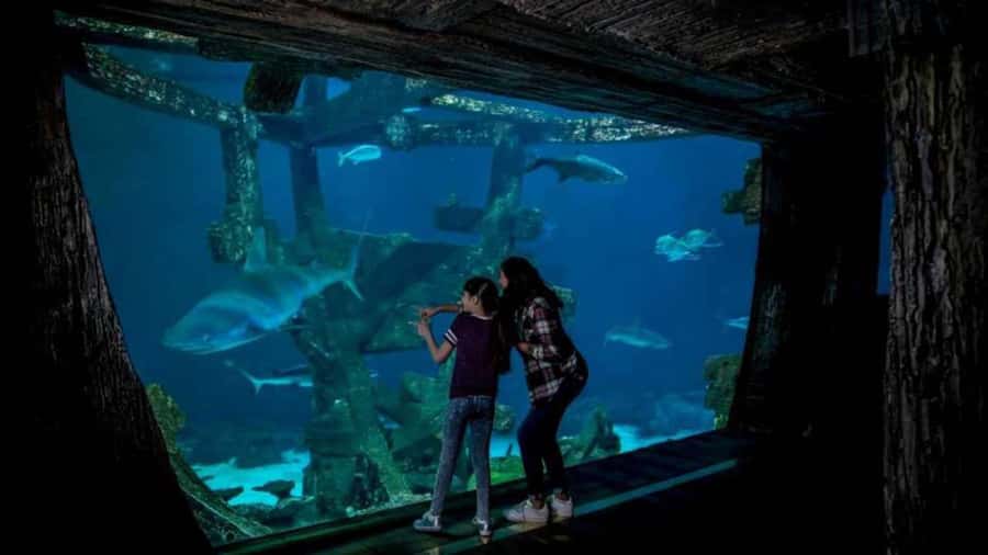 Las Vegas: Shark Reef Aquarium Entry Ticket - The Undersea Explorer VR Experience