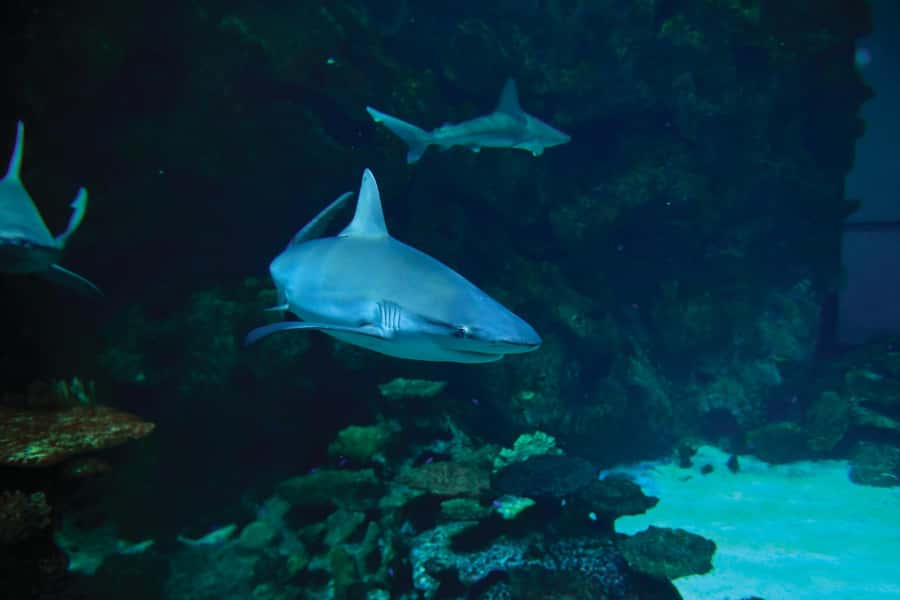 Las Vegas: Shark Reef Aquarium Entry Ticket - How long should you plan?