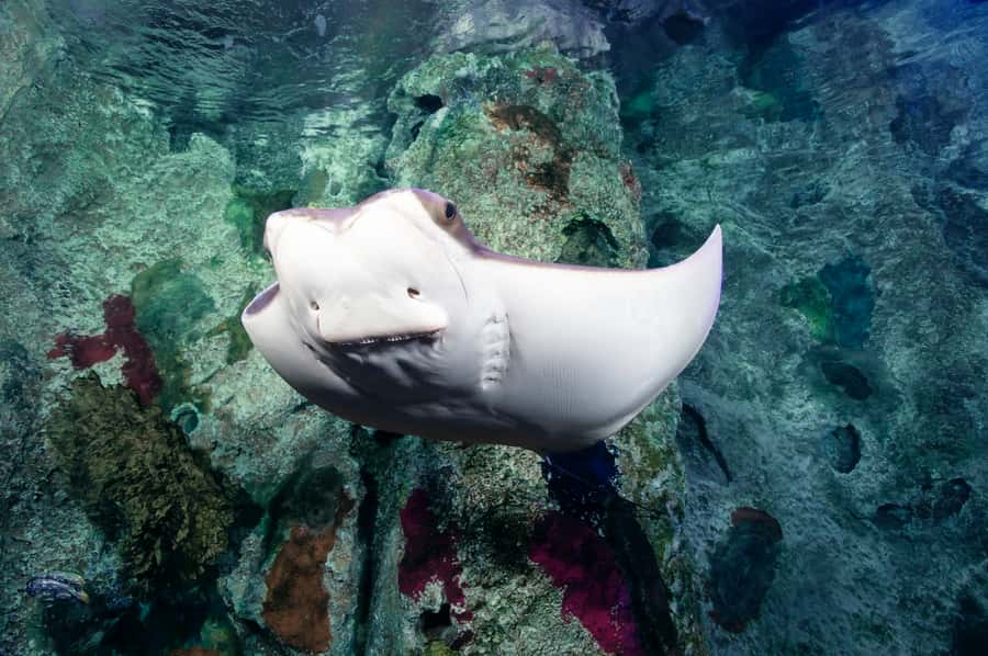 Las Vegas: Shark Reef Aquarium Entry Ticket - When crowds affect the experience