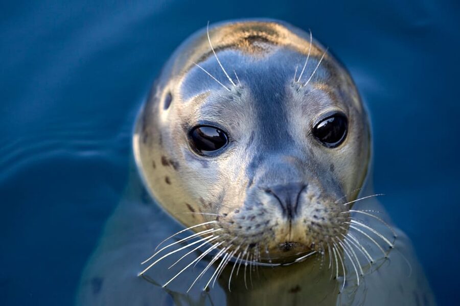 Le Grau-du-Roi: Seaquarium Skip-the-Line Entrance Ticket - Key points to know before you go