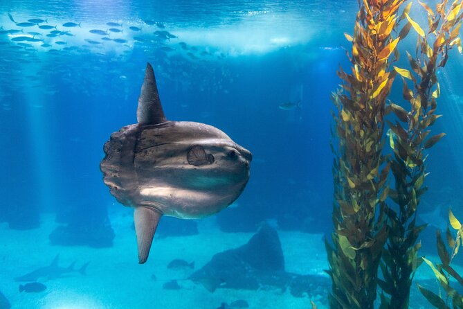 Lisbon Oceanario: Aquarium Entrance Ticket - Submerged Universe adds a digital change of pace
