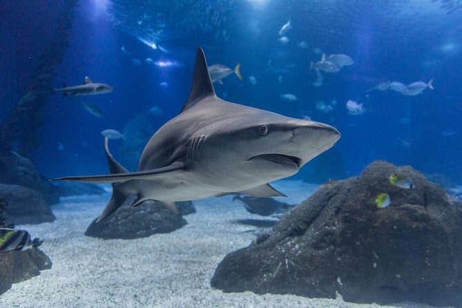 Lisbon Oceanario: Aquarium Entrance Ticket - Getting there and finding the entrance