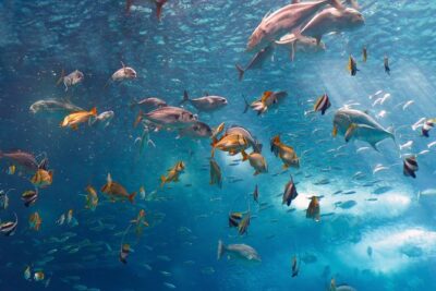 Lisbon Oceanarium and Belém and Modern Lisbon bus Hop On Hop Off Tours 48h