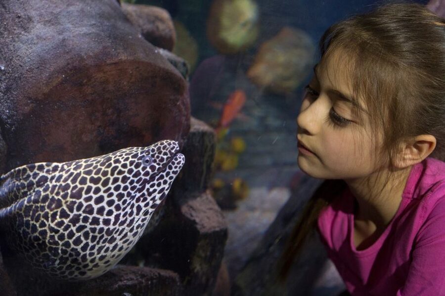 Loch Lomond: Sea Life Entrance Ticket - Key things to know before you go